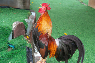 colorful rooster in the dark and white background Stock Photo © Elena
