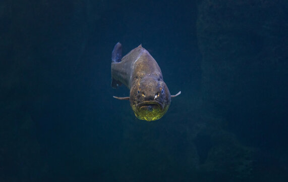 Front view of a brown meagre fish, Sciaena umbra swimming in the dark blue depths of the Mediterranean Sea