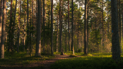 Fototapeta premium Wooden piece of catholic virgin in the forest 