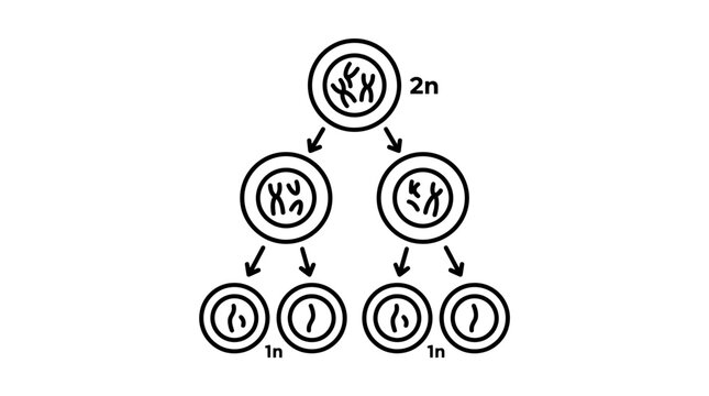 Meiosis Cell Division Diagram: From Diploid to Haploid Cells