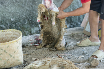 A person skinning a slaughtered sheep in a traditional outdoor setting, focusing on the process of removing the fleece from the animal carcass during a ritual sacrifice © RifaldiMuhammadSalim