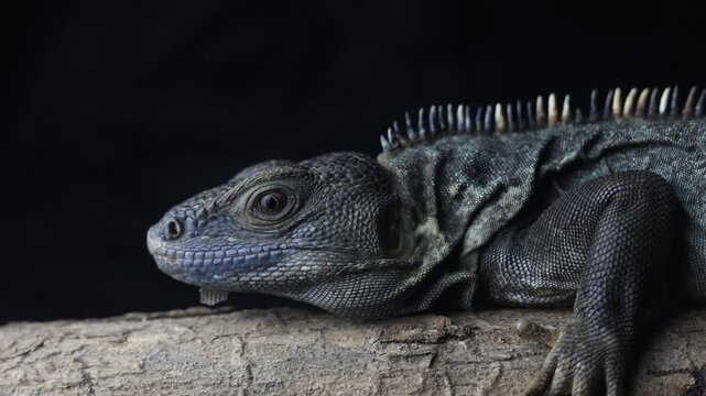 Black spiny-tailed iguana closeup, Ctenosaura similis