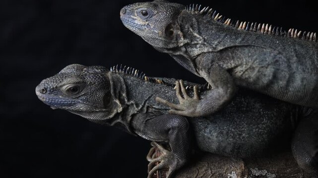 Black spiny-tailed iguana closeup, Ctenosaura similis