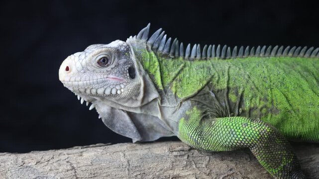 Lesser Antillean Iguana (Iguana delicatissima)