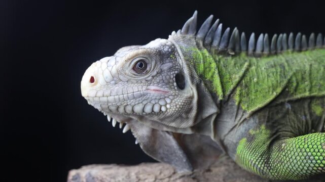 Lesser Antillean Iguana (Iguana delicatissima)