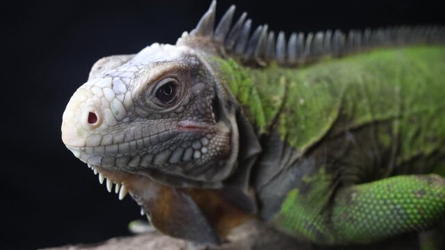 Lesser Antillean Iguana (Iguana delicatissima)
