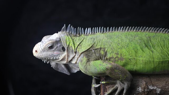 Lesser Antillean Iguana (Iguana delicatissima)