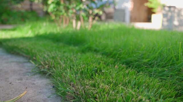 Camera moving over freshly mowed lawn section close-up. Green lawn grass after mower pass