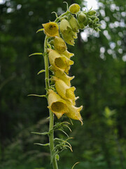 Blooming yellow foxglove (Digitalis grandiflora) growing along a forest edge in the Bükk Mountains, Hungary. Close-up view of the bell-shaped wildflowers in summer. © Tibor