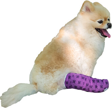 Injured Pomeranian dog with purple leg cast isolated on transparent background