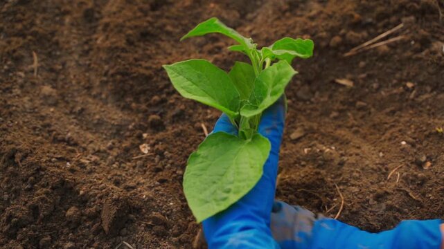 Female hands in blue rubber gloves planting physalis seedling in garden bed