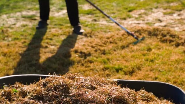 Wheelbarrow full of raked dry grass with person raking lawn in background