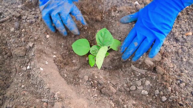 Female hands in blue rubber gloves planting physalis seedling in garden bed