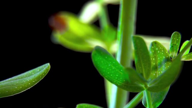 Common St Johns Wort (Hypericum perforatum) green leaf with translucent pellucid glands containing essential oils.