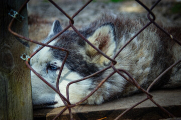 A sad husky dog ​​in captivity © Mark Querman