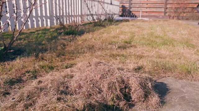 Pile of dry grass on lawn after raking. Spring lawn maintenance after winter