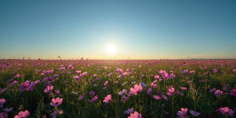 Obraz premium Field of pink flowers under a clear sky at sunset