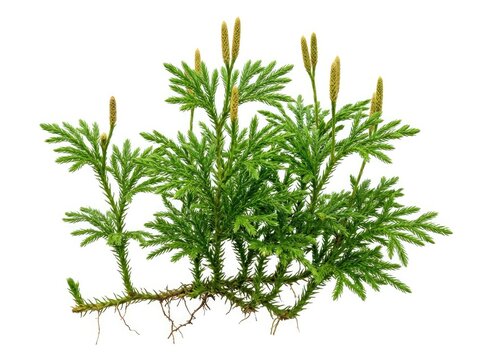 A green, branching plant with feathery leaves and seed stalks. The plant is shown from above, revealing its intricate structure and roots