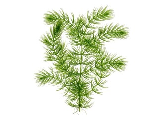 Fototapeta premium A vibrant green aquatic plant with feathery leaves, resembling a delicate underwater fern