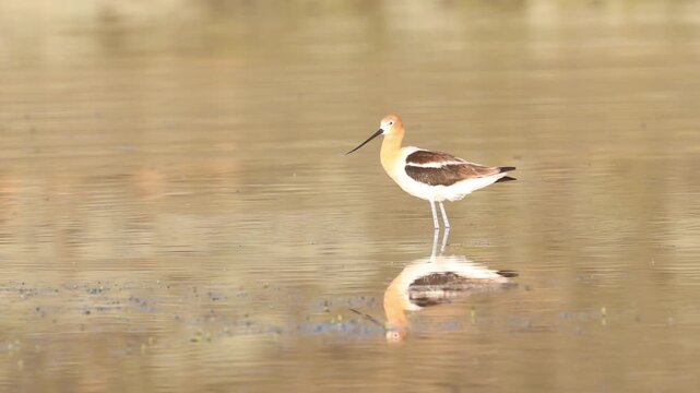 A male American avocet (Recurvirostra americana) preens alone in golden, reflective water at Shugru Reservoir, Lassen County, California.