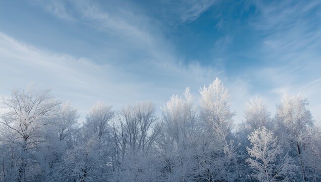 Winter background image with snow coated white aspen trees and a soft blue sky overhead