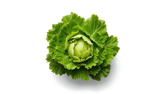Fresh green cabbage with leaves on a white background