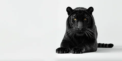 Solitary sleek black tiger poised elegantly on a clean white background © Cyber Shutter