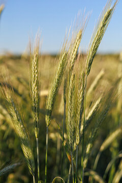 Close-up of green rye ears Secale cereale growing in a grain field. Concept of crop development, food security and agricultural sustainability.