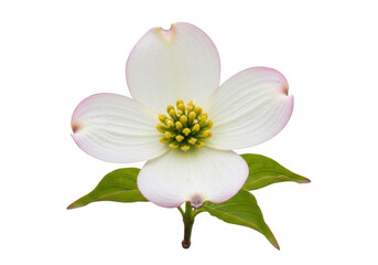 Obraz premium Beautiful white dogwood flower with yellow center and green leaves Vector