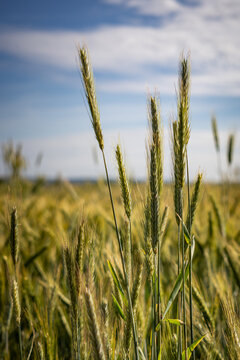 Getreide&auml;hren im Sommerlicht auf einem Feld bei Germerode