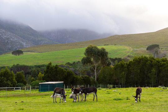 pond , grass , trees and Klein Mountains, Stanford, South Africa as the morning fog burns off