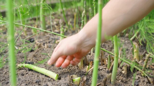 Cutting asparagus with secateurs in garden bed. Harvesting growing asparagus