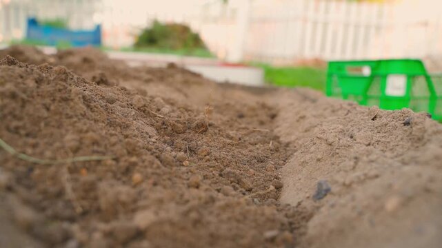 Covering planted potatoes with soil in garden bed close-up