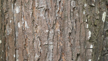 Fototapeta premium Natural Tree Bark Texture Background, Rough Brown Wooden Bark Surface