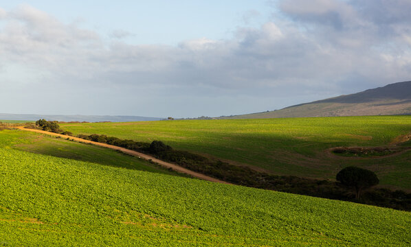 morning light on fields as clouds cast shadow,Stanf South Africa