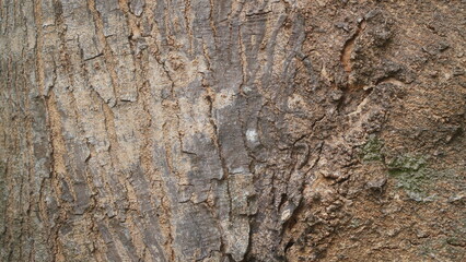 Natural Tree Bark Texture Background, Rough Brown Wooden Bark Surface © tarasari