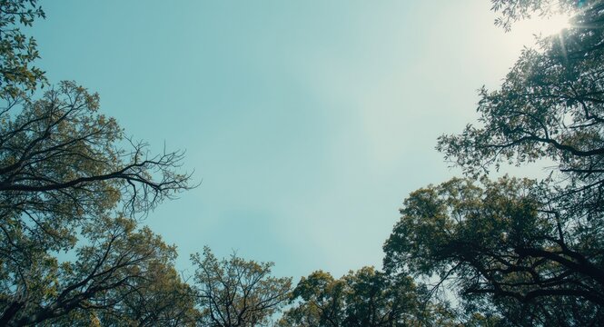 Scenic view of trees under a clear sky with copy space
