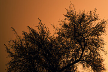 Obraz premium Silhouette of Tree Branches against Warm Orange Sunset Sky