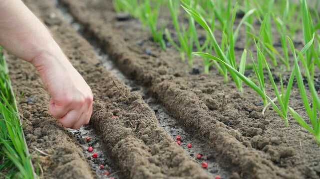Hand sowing red pea seeds in prepared garden bed close-up