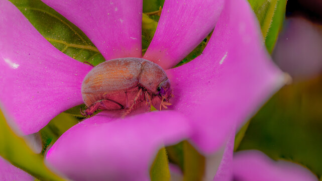 Chafer Beetle (Scarabaeidae) Resting on Pink Madagascar Periwinkle Flower