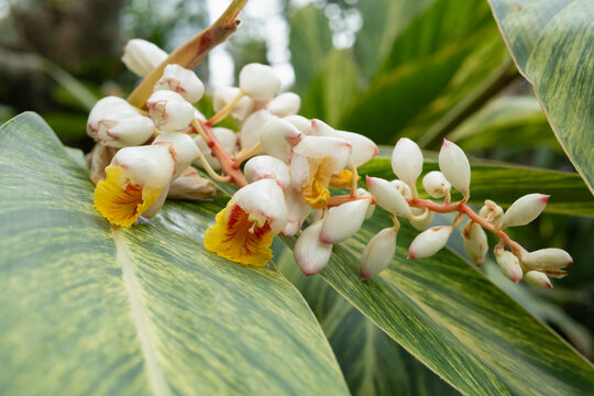 alpinia zerumbet variegata shows white flower with yellow lip on variegated leaf. shell ginger alpinia zerumbet variegata features pink bud and striped foliage.