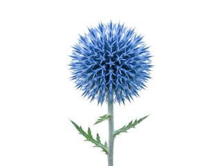 Obraz premium A striking blue globe thistle flower stands solitary, showcasing its unique spherical shape and intricate needle-like petals that create a beautiful, geometric natural design