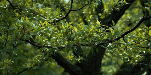 Fototapeta premium Tender new foliage emerging on ancient trees representing fresh business prospects