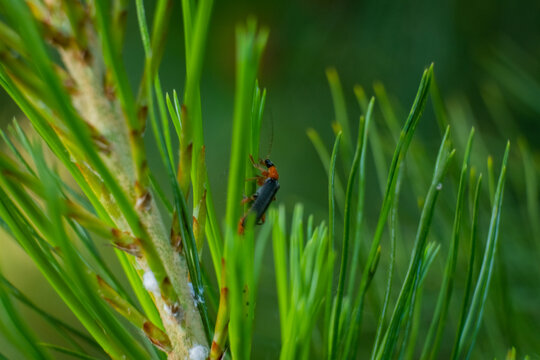 Small insect resting on green pine needles in a close-up view during daylight hours in a forest area