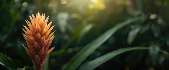 Fototapeta premium Thriving bromeliad flower from tropical zones with vivid leaves