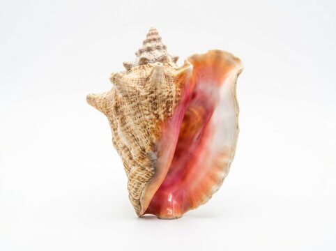 A beautiful conch shell with intricate spiral details and a pinkish interior, isolated on a white background