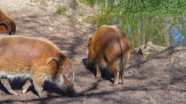 Red river hog, Potamochoerus porcus, also known as the bush pig. This pig has an acute sense of smell to locate food underground.