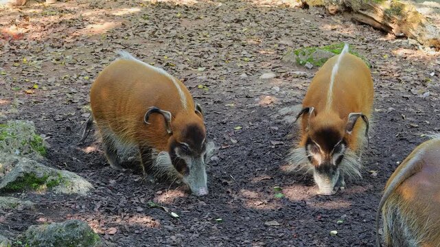 Red river hog, Potamochoerus porcus, also known as the bush pig. This pig has an acute sense of smell to locate food underground.