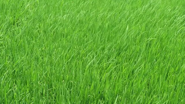 Vibrant Green Paddy Field Background of Lush Rice Plants