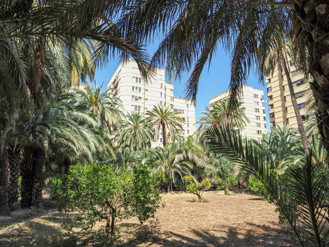 View in Alicante with Palm Trees and Mediterranean Architecture in Spain